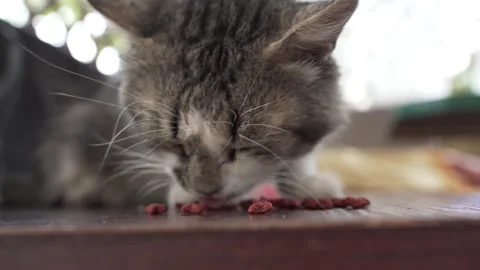 Handsome cat eats dry food on the street. Stock Footage 246924207