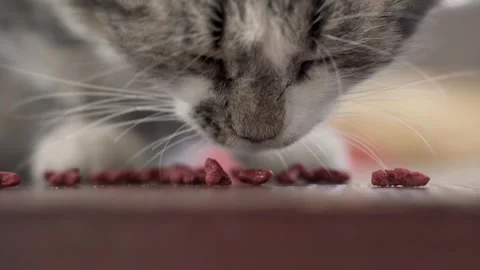 Handsome cat eats dry food on the street. Stock Footage 246924258