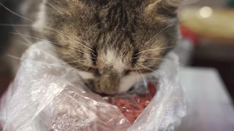 Handsome cat eats dry food on the street. Stock Footage 246924311