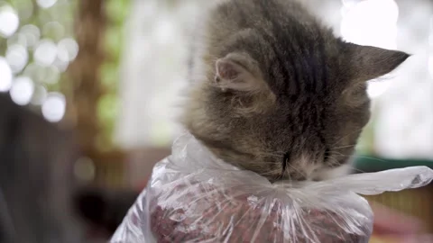 Handsome cat eats dry food on the street. Stock Footage 246924362