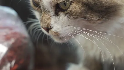 Handsome cat eats dry food on the street. Stock Footage 247129365