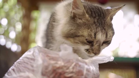Handsome cat eats dry food on the street. Stock Footage 247129528