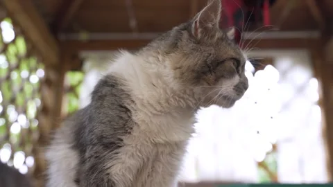 Handsome cat eats on the street. Stock Footage 247129453