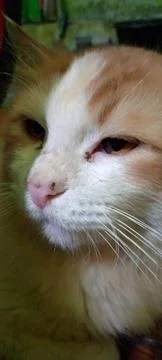 Handsome cat face Stock Photos