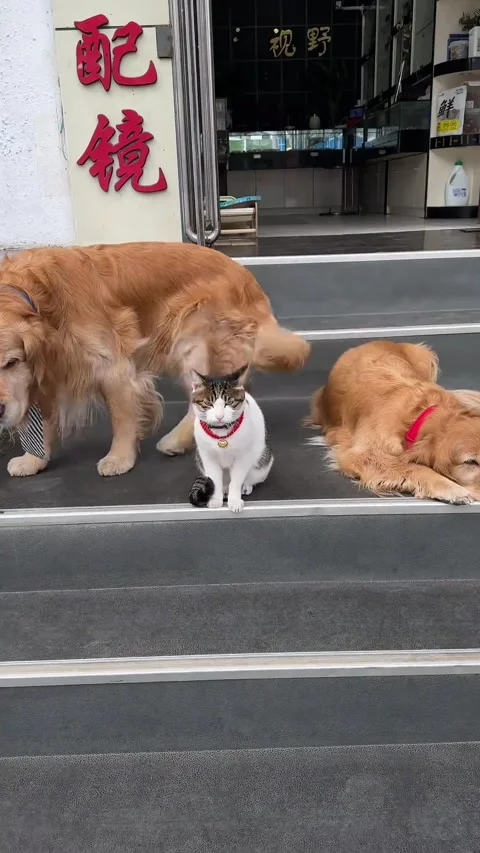 Handsome Cat Has Photoshoot With Dapper Golden Retrievers, Shandong, China - 18  Stock Footage 304704111