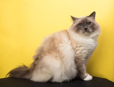 Handsome cat in studio close-up, luxury cat, studio photo, black and yellow b Stock Photos