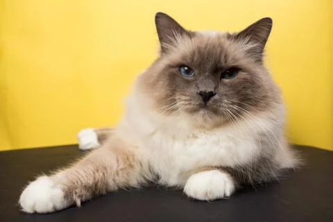 Handsome cat in studio close-up, luxury cat, studio photo, black and yellow b Stock Photos