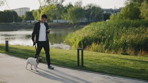 Handsome Caucasian Man Using Smartphone on a Walk with a Brooklyn Bulldog. Male Stock Footage 237319791