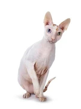 Handsome Cornish Rex cat on white Stock Photos