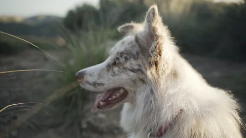 Handsome Dog Face in Sunset Light Stock Footage 118854836
