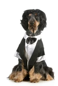 Handsome dog Stock Photos