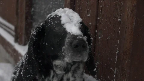Handsome dog sitting with snow on the muzzle Stock Footage 104925949