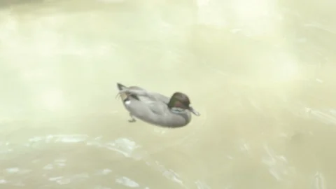 Handsome Duck in Water Stock Footage 86656850