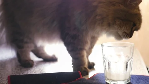 A handsome fluffy cat climbed on a table and licks of a delicious milk Stock Footage 74690095