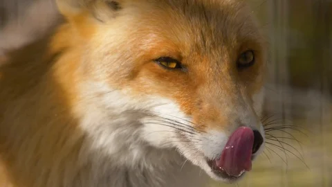 a handsome fox licks his face | Stock Video | Pond5