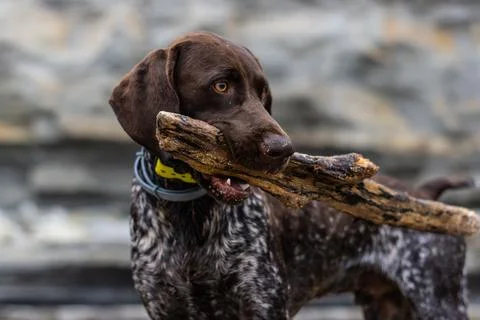 Handsome German Pointer dog standing proudly with a large stick held tightly in Stock Photos