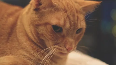 Handsome Ginger Cat Resting on Table Stock Footage 301648829