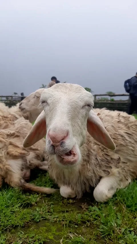 Handsome goat Stock Footage 214629431