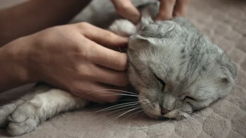 A handsome gray cat enjoys being petted by its owner. 스톡 동영상 151920439