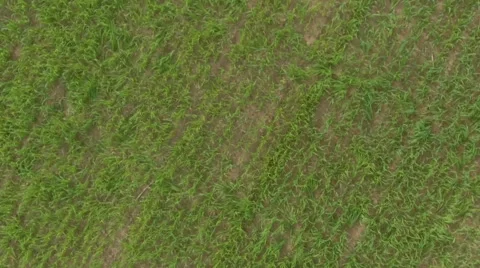 Handsome guy with girlfriend lying on the field and dreaming. Stock Footage 64034960