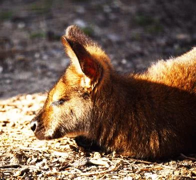Handsome kangaroo basking in the sun Stock Photos