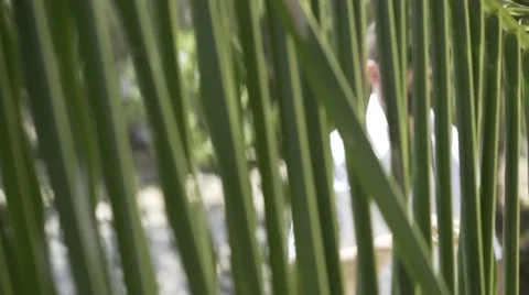 Handsome man is on the beach. Video stock 60780571