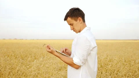 Handsome man examining ear of wheat and typing text on tablet in field Stock Footage 139607482