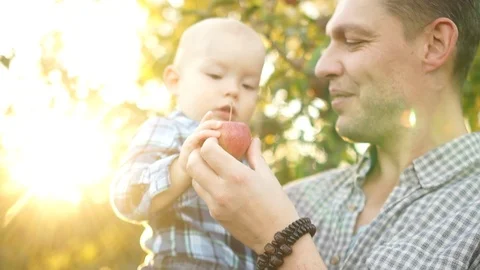 Handsome man with a small son in his arms in an apple orchard in autumn. Sunny Stock Footage 120833574