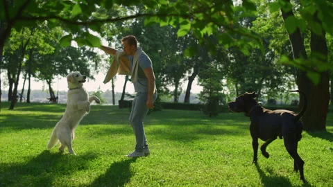 Handsome man train dog trick on sunny day in city park. Pet stand on hind paws 動画素材 170526758