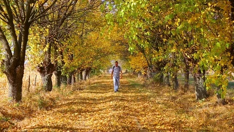 Handsome man walking through beautiful yellow leaf tree alley Stock Footage 119454610