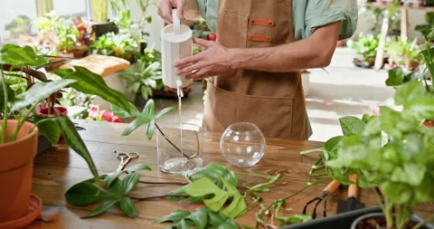 Handsome man wearing apron carefully watering potted houseplants indoors Stock Footage 273972003