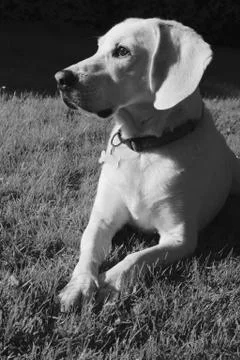 Handsome monochrome beagle Stock Photos
