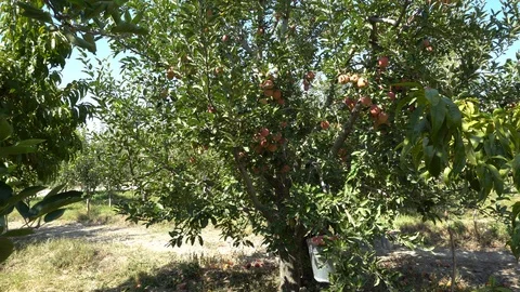 Handsome Old Farmer Picking Off Apples  From The Tree And Putting Them To The Vidéo 96718256