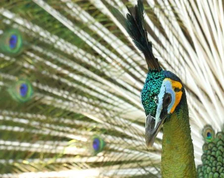 Handsome peacock Stock Photos