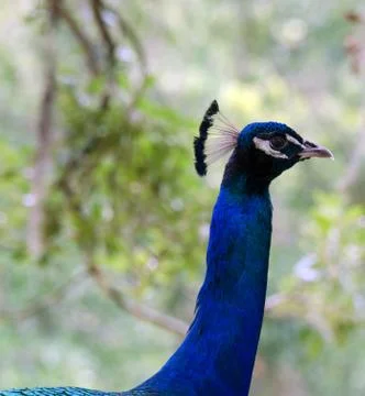 Handsome peacock Stock Photos