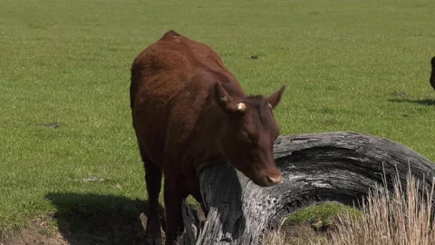 Handsome profile of a Cow, scratching its neck on a tree stump. Video stock 154169358
