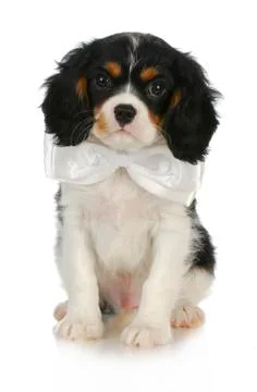 Handsome puppy Stock Photos