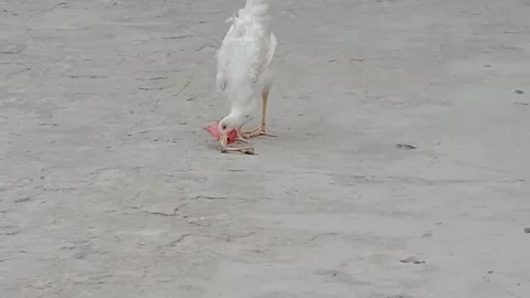 Handsome Rooster With a Cute and Charming Look Stock Footage 346568329