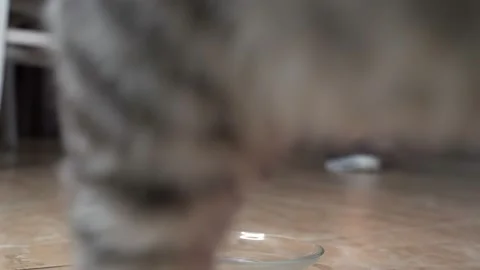 The handsome Scottish Fold cat is hungry and asks for food from the owner.4k Video stock 140414151