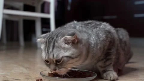 The handsome Scottish Fold cat is hungry and asks for food from the owner. 4k Stock Footage 140414196