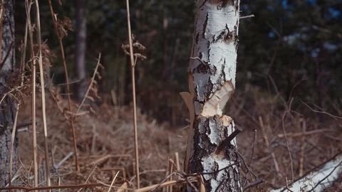 Handsome strong lumberjack cutting a tree in forest Stock Footage 87526302
