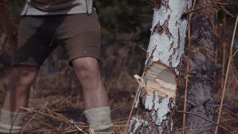 Handsome strong lumberjack cutting a tree in forest Stock Footage 87527330