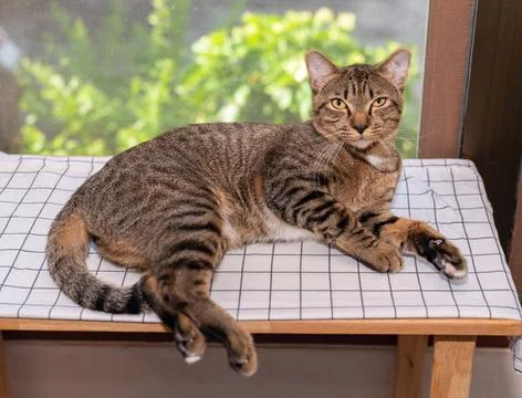 A handsome tabby cat lying down on a grid-patterned bench cushion and looki.. Foto stock