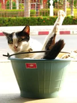 The Handsome Thai Black White Cat in the local village. Stock Photos