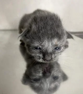 Handsome when he grows up 스톡 사진