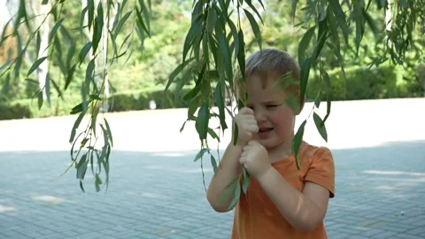 A handsome white-skinned boy plays with the leaves of a tree. Stock Footage 252039590