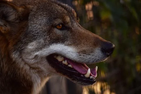 Handsome wolf found a victim Stock Photos