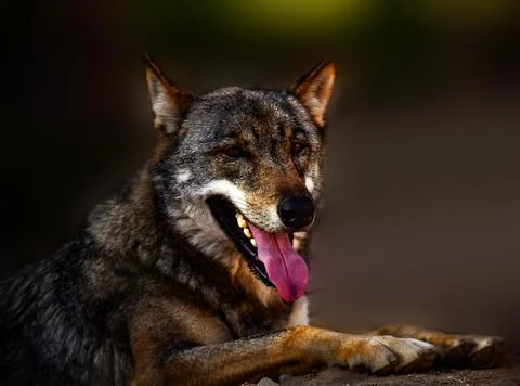 Handsome wolf resting and basking in the sun Stock Photos