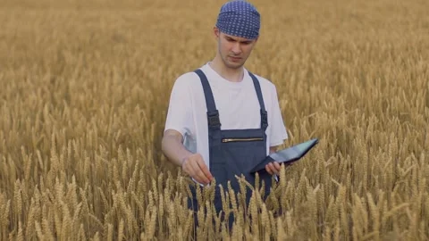 Handsome, young farmer standing in the middle of a grown wheat field, touchin 스톡 동영상 136878174