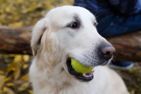 A handsome young Golden Retriever dog ready to play baseball. He is holding t Stock Photos